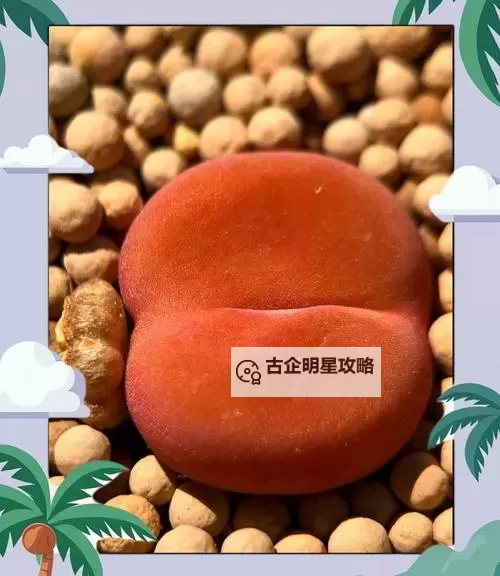 新鲜直供正宗水蜜桃1430.5,甜蜜多汁颜值爆表图1