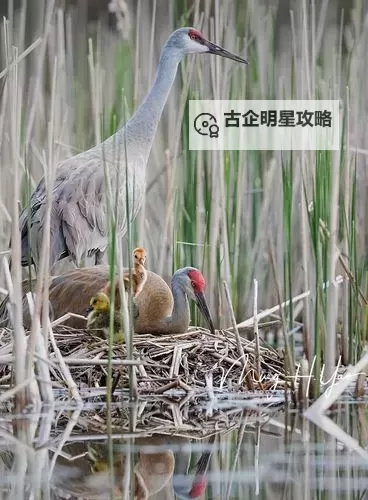 【免费阅读】温馨再现——芦苇荡里的母爱感人故事图1