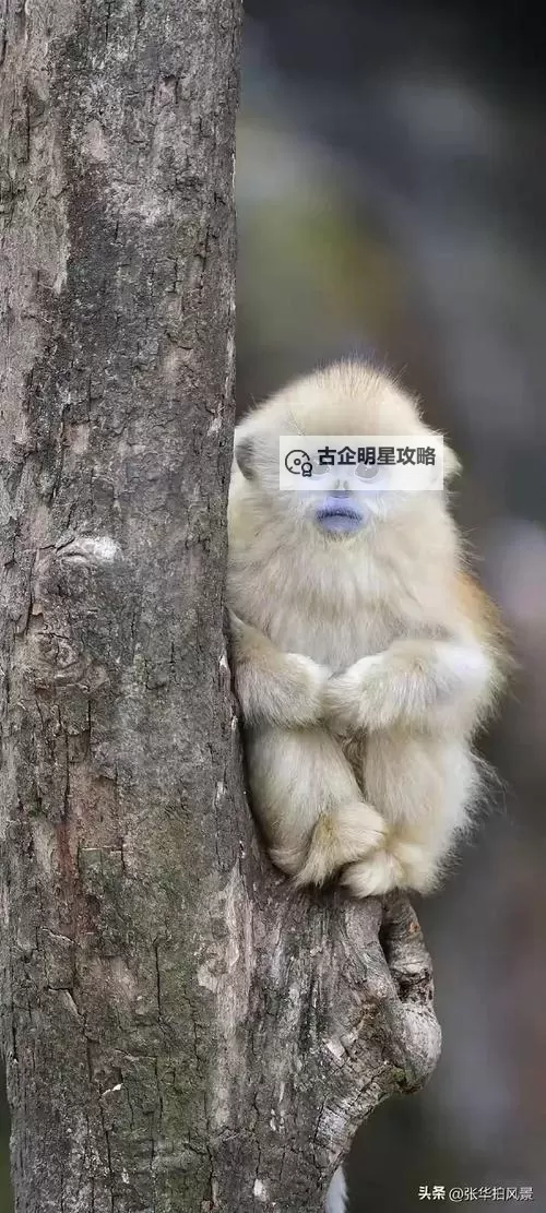 打扑克不盖被子在线观看:轻松休闲的夜晚时光图1