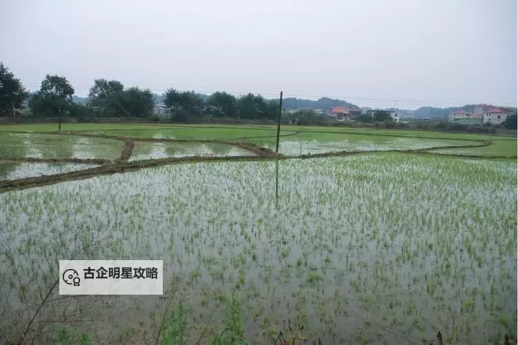 田里83免费开机:解锁乡村田园的精彩体验图1