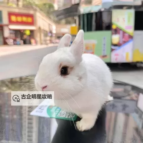 温馨趣谈：我的兔子软水好多，养兔小记图1