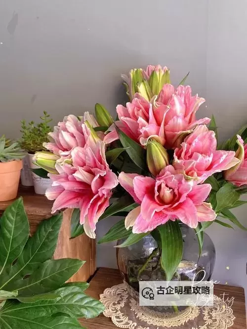 《动物森友会》粉色百合杂交方法及条件介绍 粉色百合怎么杂交图1