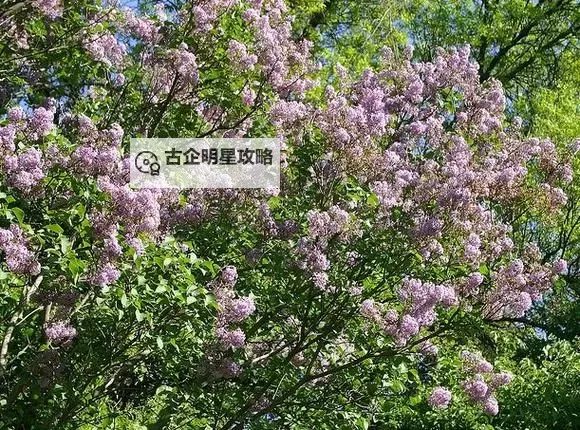 5月丁香综合网：春日甜蜜时光的线上盛宴图1