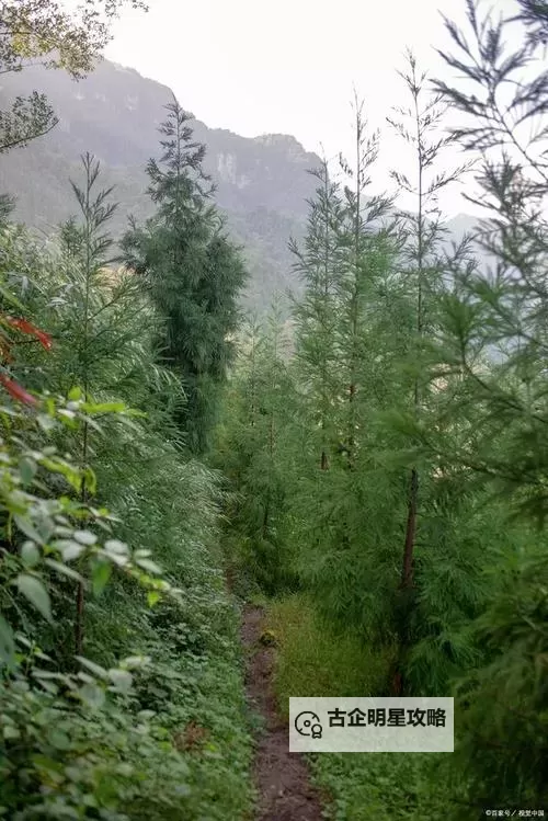 探索水莓100高清免费视频：最全免费观看指南图1