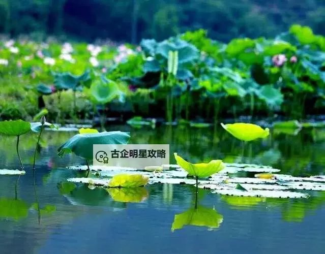 醉美的夏天：那一抹炽热与清凉的精彩交响图1