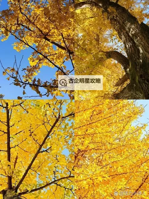 中国黑帮老大排名：最具影响力的黑帮头目揭秘图1