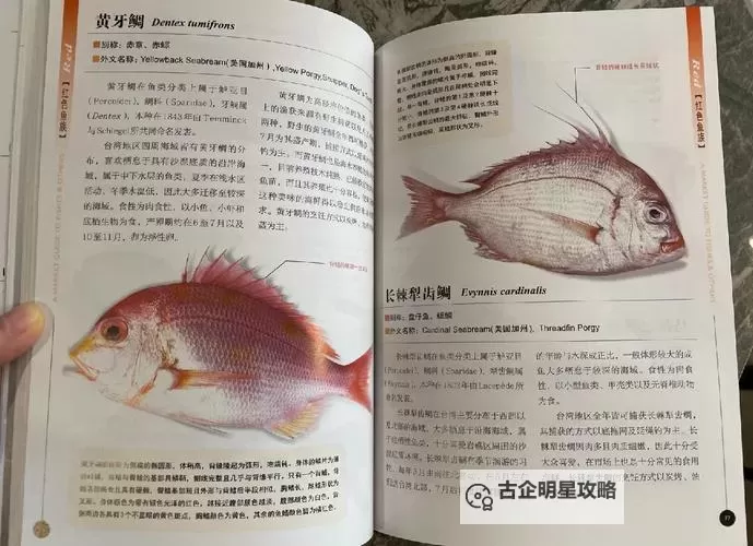 《贝贝捕鱼》副本殿堂攻略:各副本鱼种介绍&解锁条件!图1