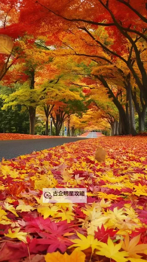 探索全新娱乐体验:X8X8拨牐拨牐X8免费视频8文字全解析图1