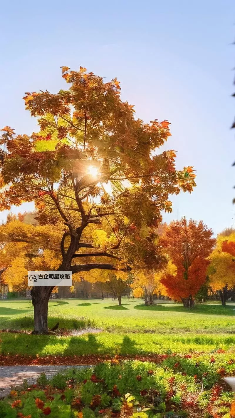 探索全新娱乐体验:X8X8拨牐拨牐X8免费视频8文字全解析图2