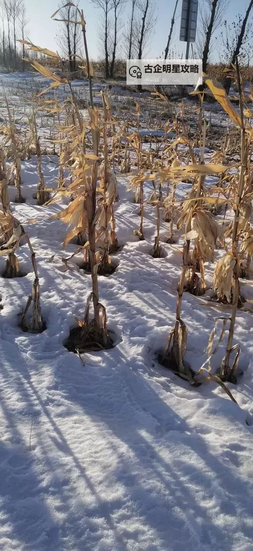大都督双开挂机软件推荐 怎么双开大都督详细图文教程图2