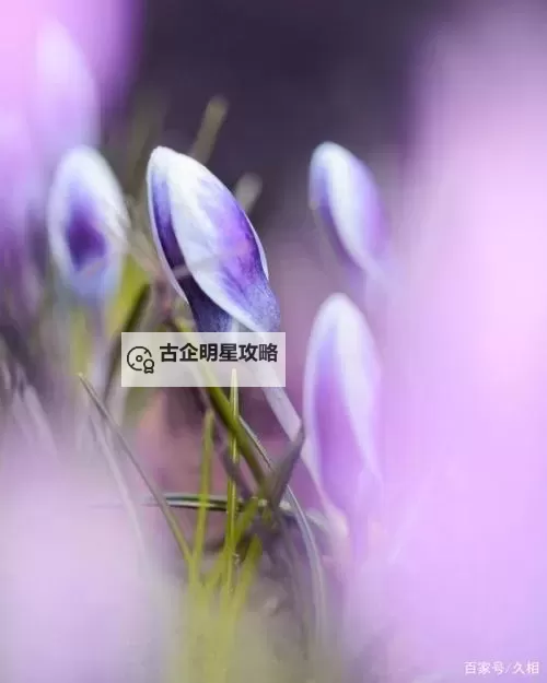 繁花似锦电脑版下载 电脑玩繁花似锦模拟器哪个好？图1