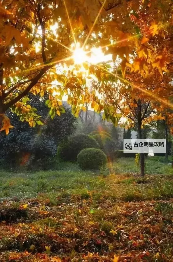 《勇者斗恶龙英雄2》小金币获得方法及兑换道具一览 小金币怎么获得图2