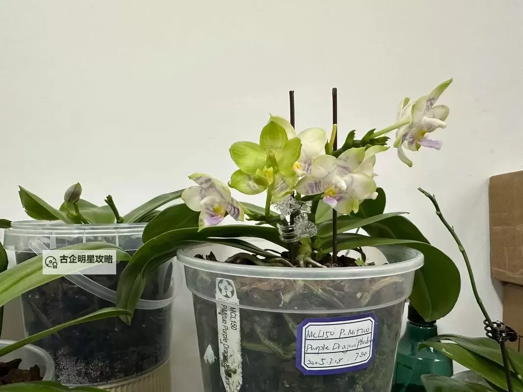 紫龙插花芯方正：极简花艺的新定义图1