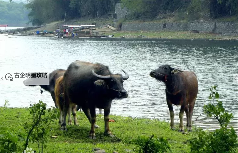 水牛影库存集1:河岸的回声图1