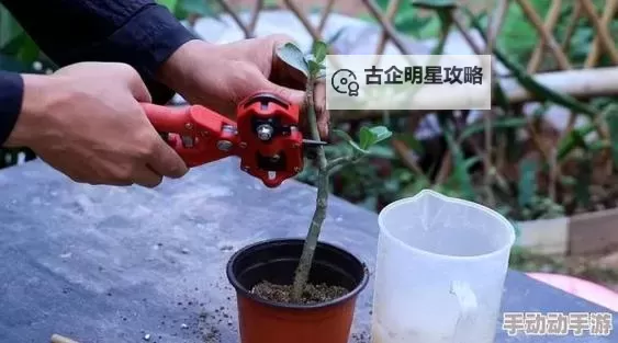 幕后揭秘:日本72种扦插方式的发布时间与应用前景图1