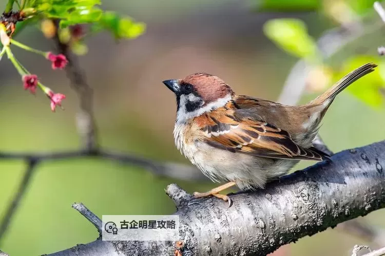 神骑世界如何双开 2021最新双开神器来袭图1