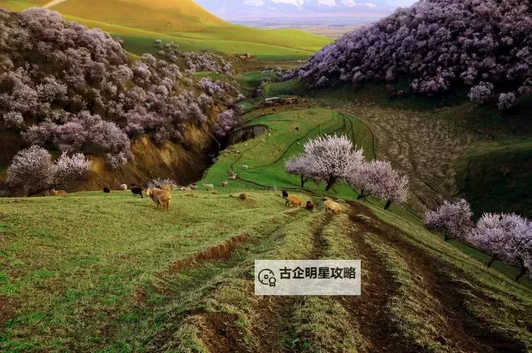 中国国产免费毛卡片：产品解读与市场前景图1