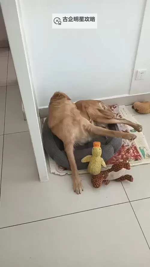 与自己养的金毛做了一个温馨的周末散步记录图1