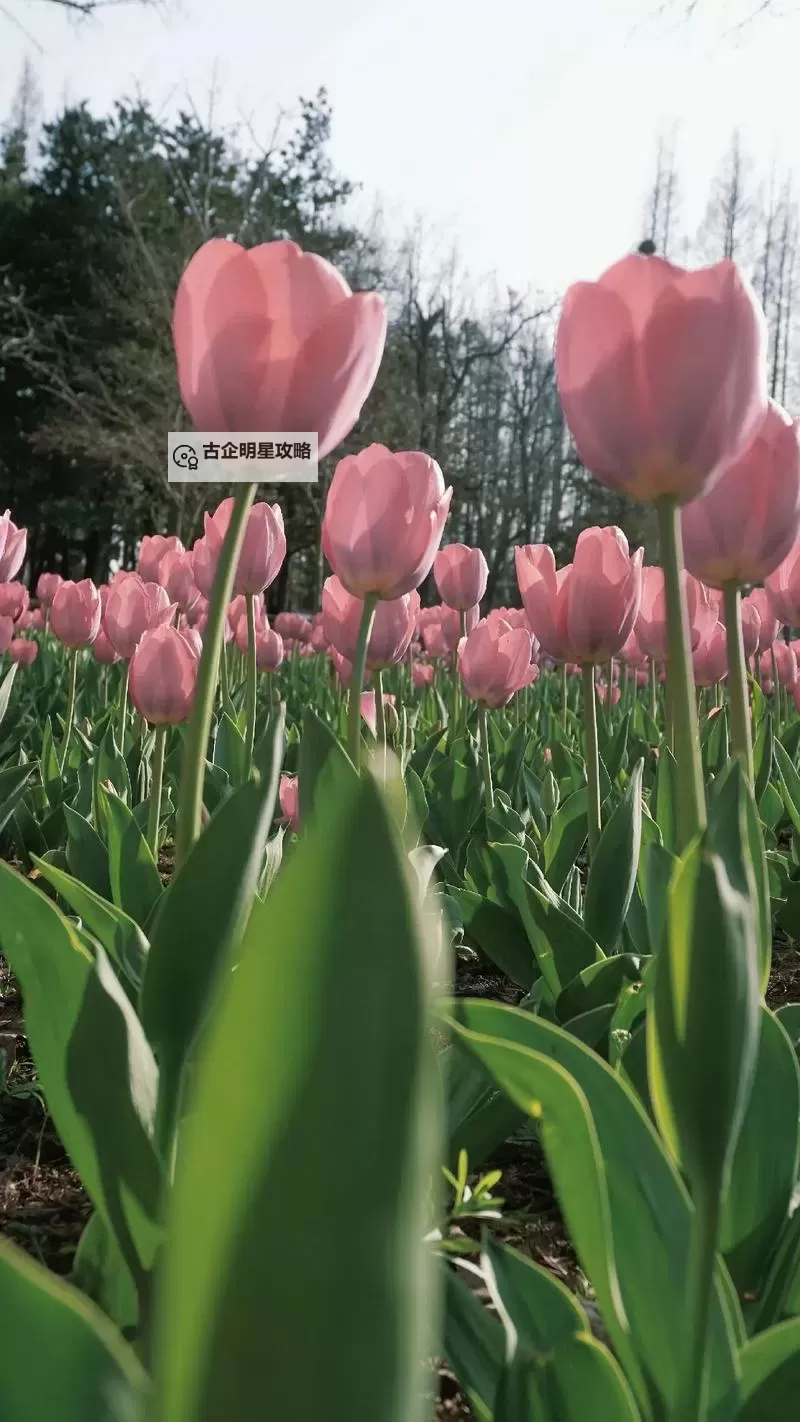 《古剑奇谭3》面粉研磨任务攻略 小麦怎么获得图1